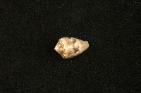 藏品(花冠芋螺)的圖片